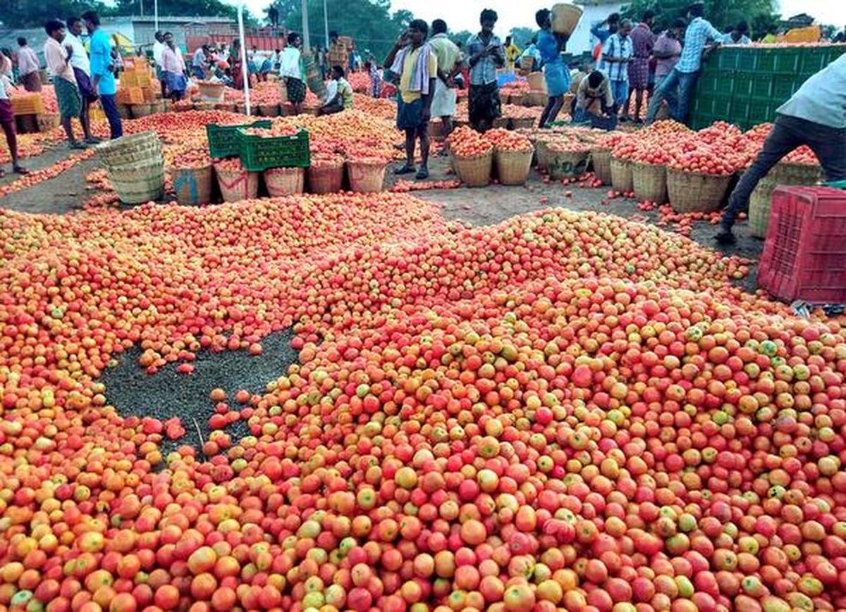 టమాటా రైతుల ఆవేదన – ధరలు పతనం