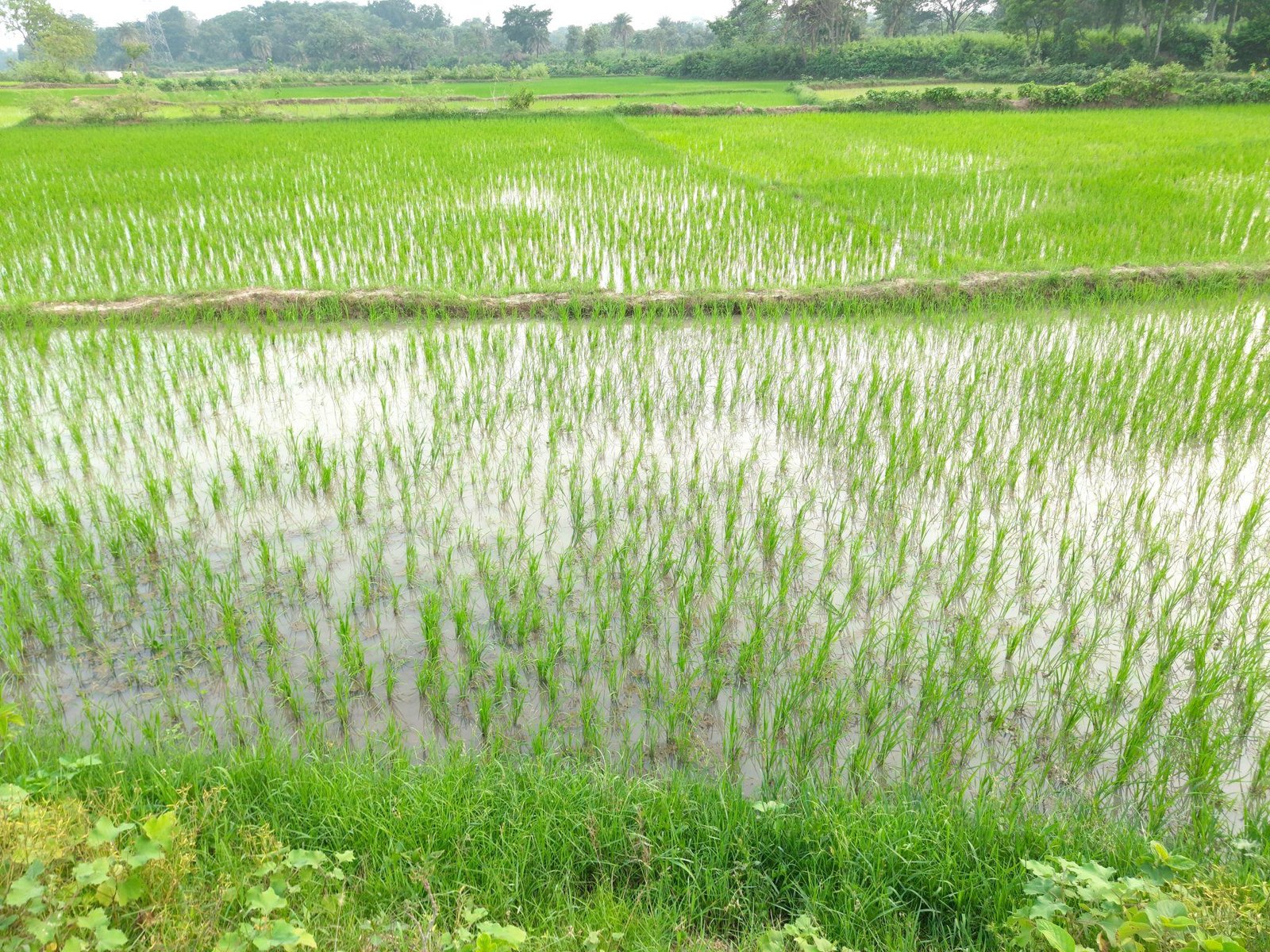 రాష్ట్రంలో మోస్తరు వర్షాలు – వ్యవసాయ రంగంపై ప్రభావం