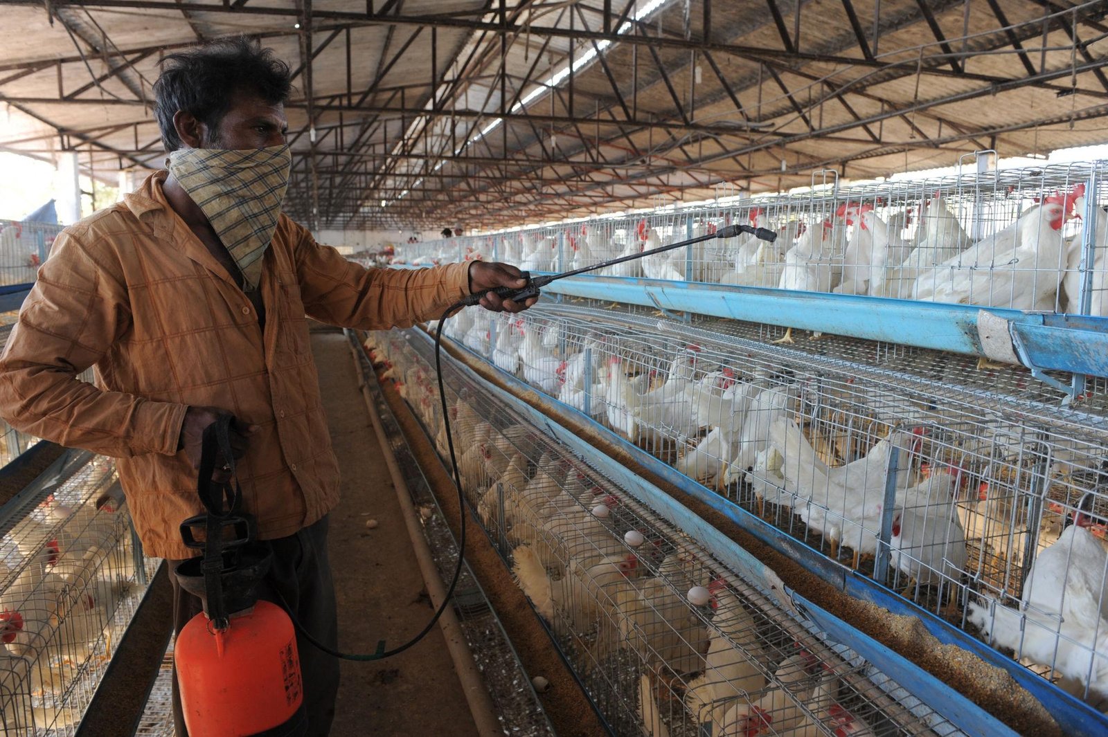 ఆంధ్రప్రదేశ్‌లో బర్డ్ ఫ్లూ అలర్ట్: అప్రమత్తమైన యంత్రాంగం