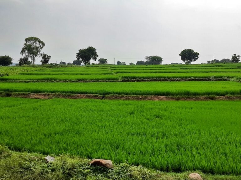 Representative monsoon weather image for Andhra Pradesh today and tomorrow